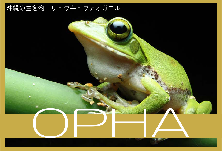 opha-eyecatch-3-_840x570