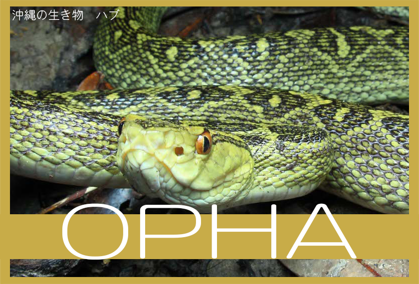 opha-eyecatch-5-_840x570